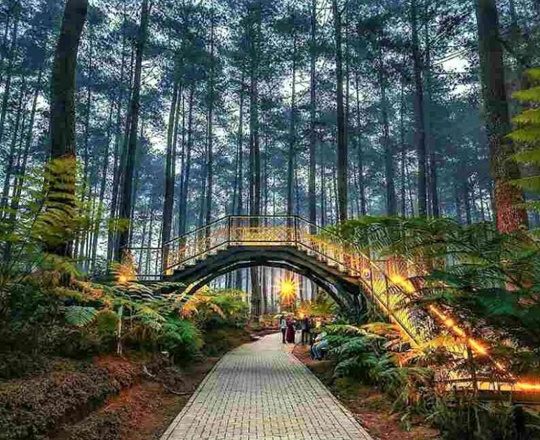 5.-Orchid-Forest-Cikole